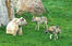 Natur- und Tierpark Goldau