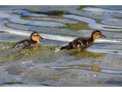 Vogel-Alltag in Konstanz. Aus dem Fotoalbum von Blässhuhn, Spatz & Co.
