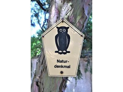 Alt wie ein Baum - Die Naturdenkmale der Stadt Doberlug-Kirchhain