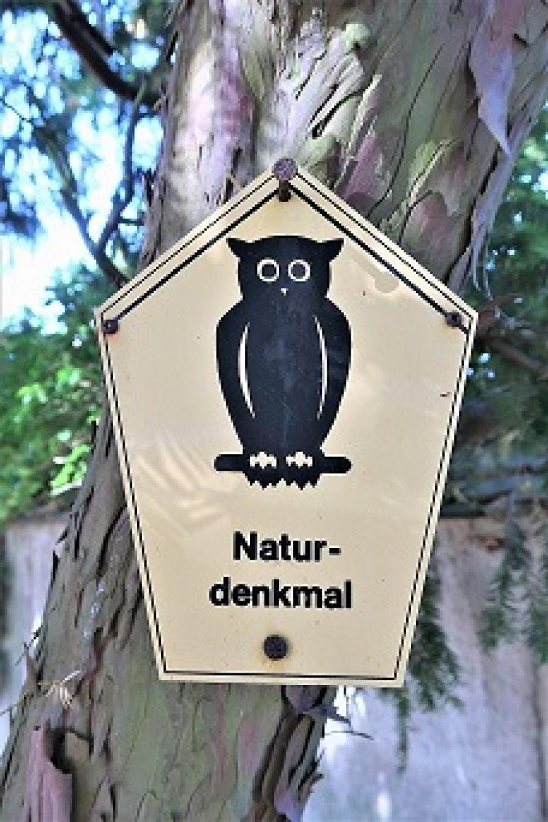 Alt wie ein Baum - Die Naturdenkmale der Stadt Doberlug-Kirchhain