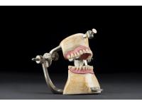 Dental | Things. Die zahnmedizinische Sammlung
